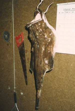 seeteufel hitra  01.jpg